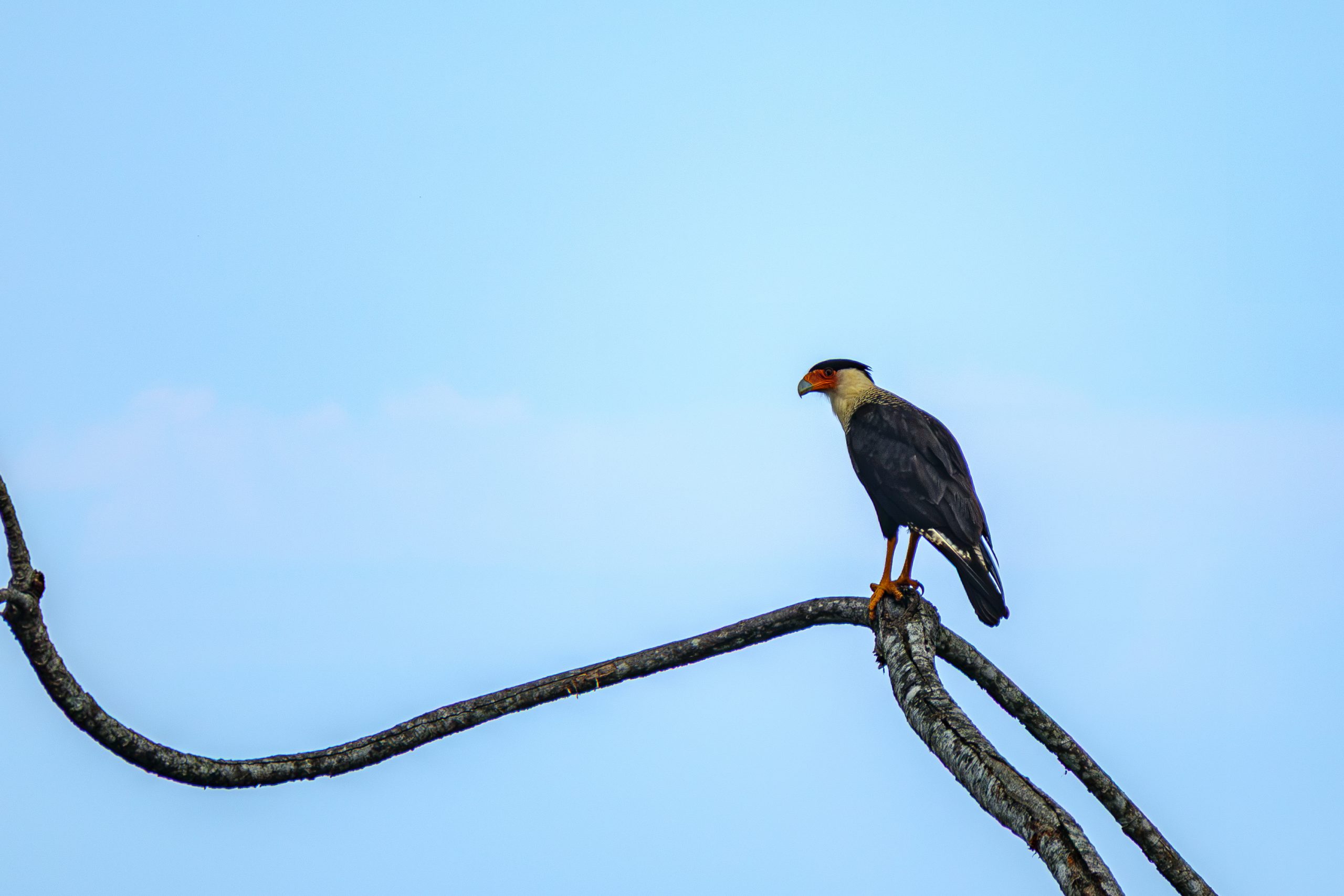 Portalón Costa Rica