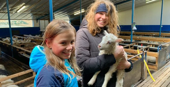 Im Osten Islands: Was für eine Lämmerei!