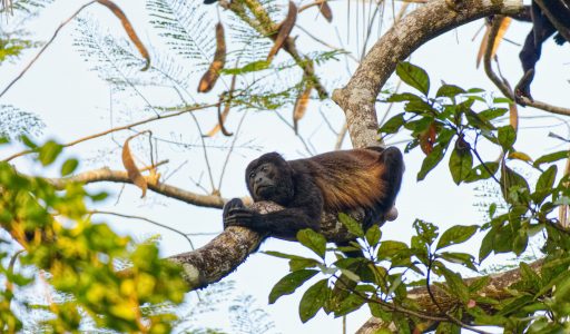 Leguane, Tukane, Brüllaffen, Skorpione, Nasenbären und … laute Dschungelnächte in Cabuya (Teil 2)