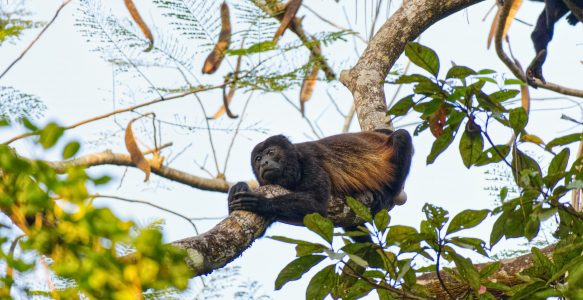 Leguane, Tukane, Brüllaffen, Skorpione, Nasenbären und … laute Dschungelnächte in Cabuya (Teil 2)