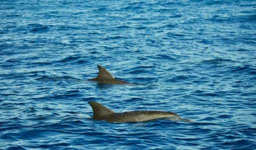 Hohe Wellen, Delfine und gaaaanz viel Spaß (ohne Mama)