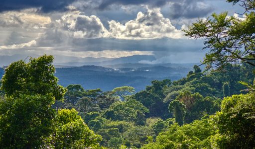 In the jungle, the mighty jungle… the family sleeps tonight… dadamdada…🎶