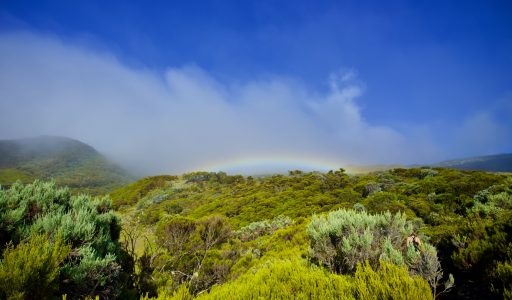 Piton Textor – unsere Wanderung durch den „Regenwald“