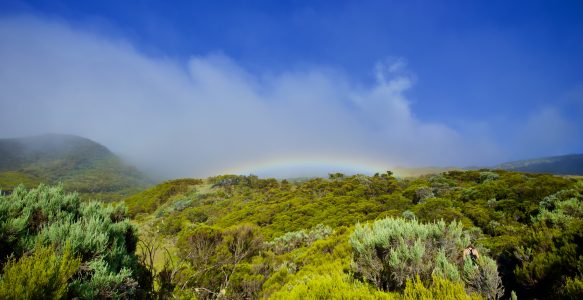 Piton Textor – unsere Wanderung durch den „Regenwald“