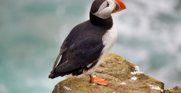 Westfjorde Islands (Teil 2): Karibikflair und Papageientaucher am Latrabjarg? Wir finden es heraus!