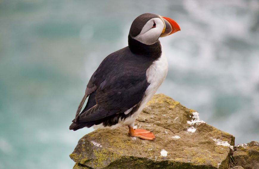 Westfjorde Islands (Teil 2): Karibikflair und Papageientaucher am Latrabjarg? Wir finden es heraus!