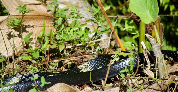 Schlange am Morgen vertreibt Kummer und Sorgen 🐍 😱