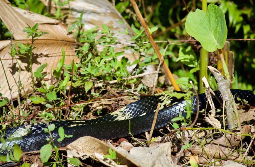 Schlange am Morgen vertreibt Kummer und Sorgen 🐍 😱