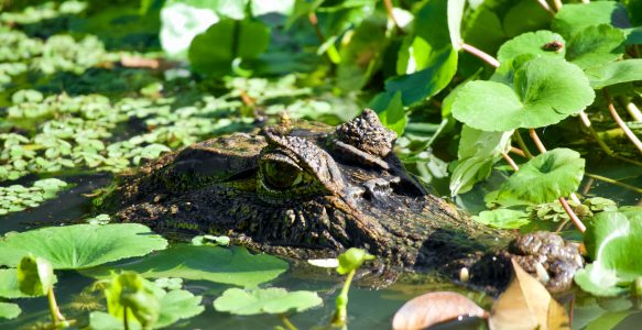 Nichts für Langschläfer… the early bird und so…