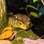 Izu Wasserfälle Japan Reiseerlebnis