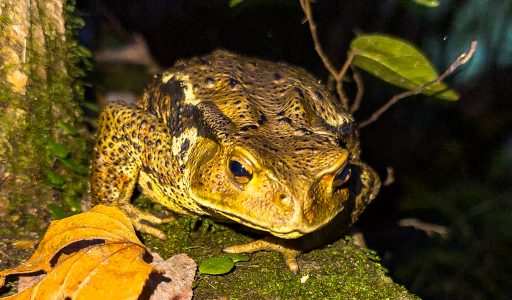 Izu Wasserfälle Japan Reiseerlebnis