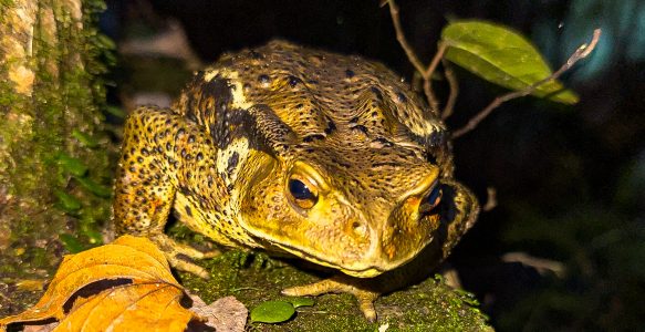 Izu – ein entspannter Start?