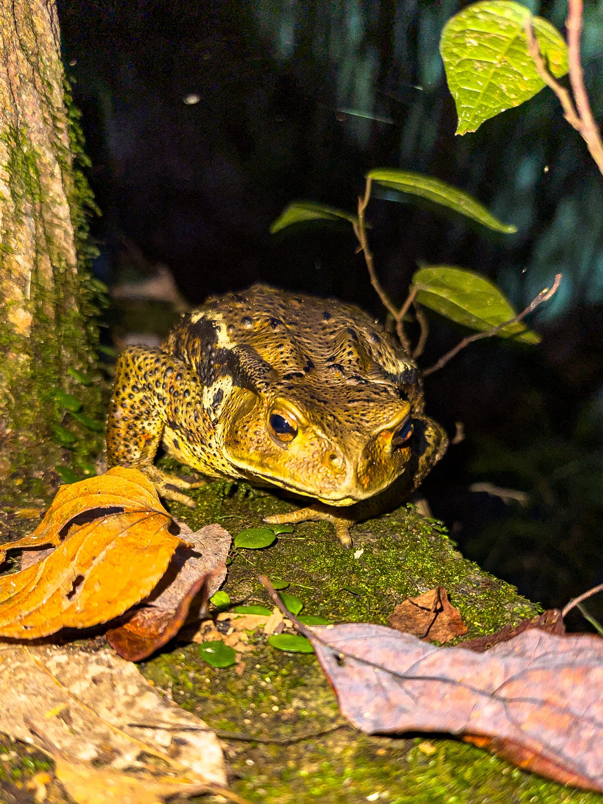 Izu – ein entspannter Start?