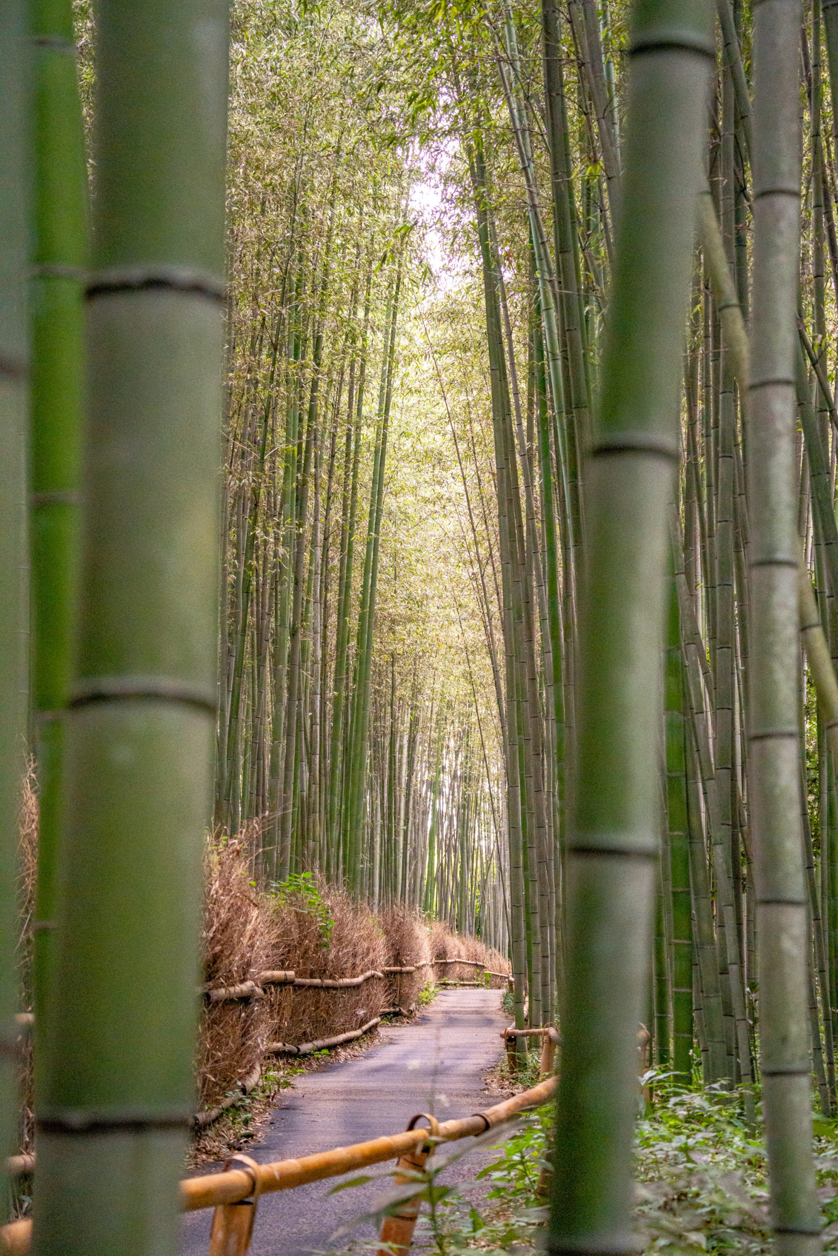 Arashiyama Bamboo Forest