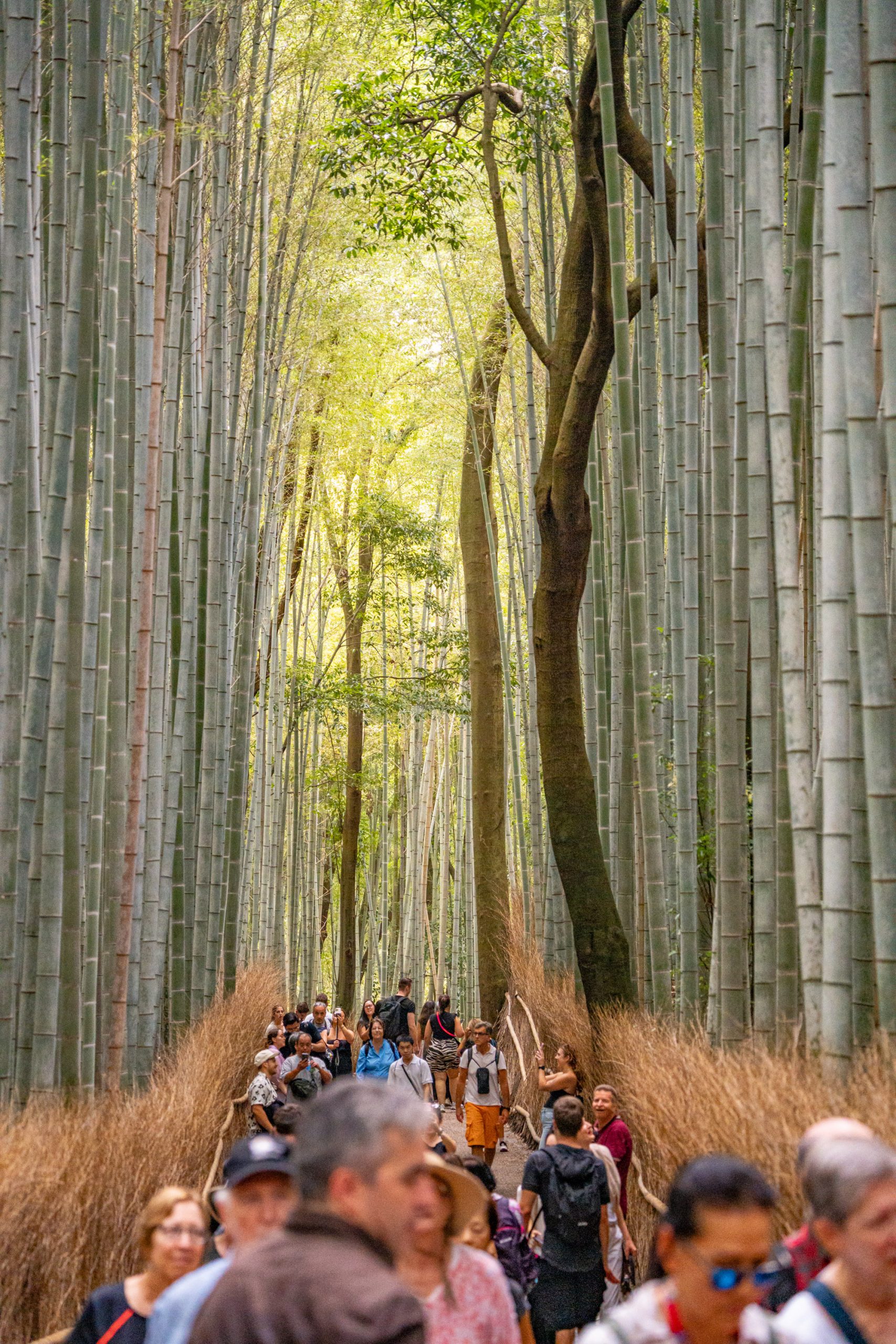 Arashiyama Bamboo Forest