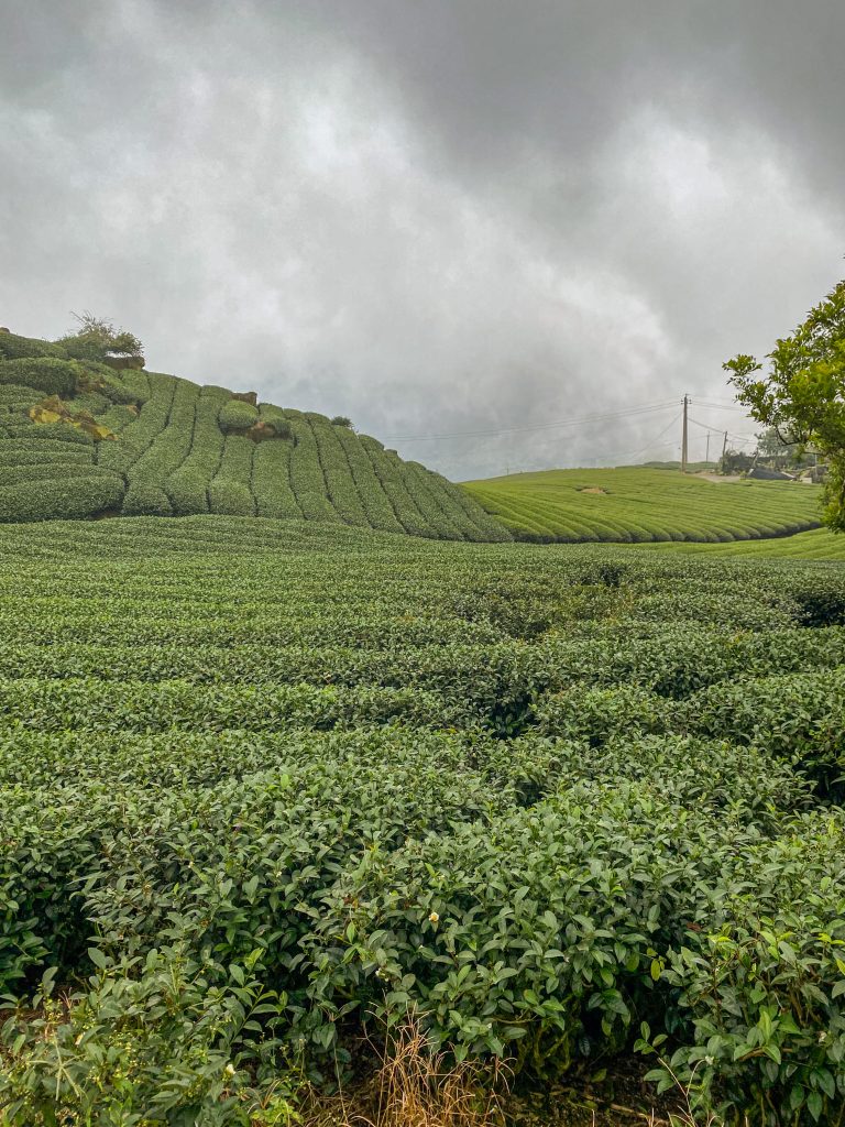 Alishan Gebirge Taiwan Erfahrungen