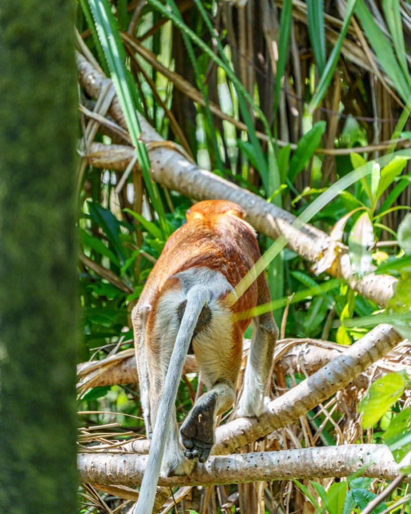 Bako Nationalpark Nasenaffen