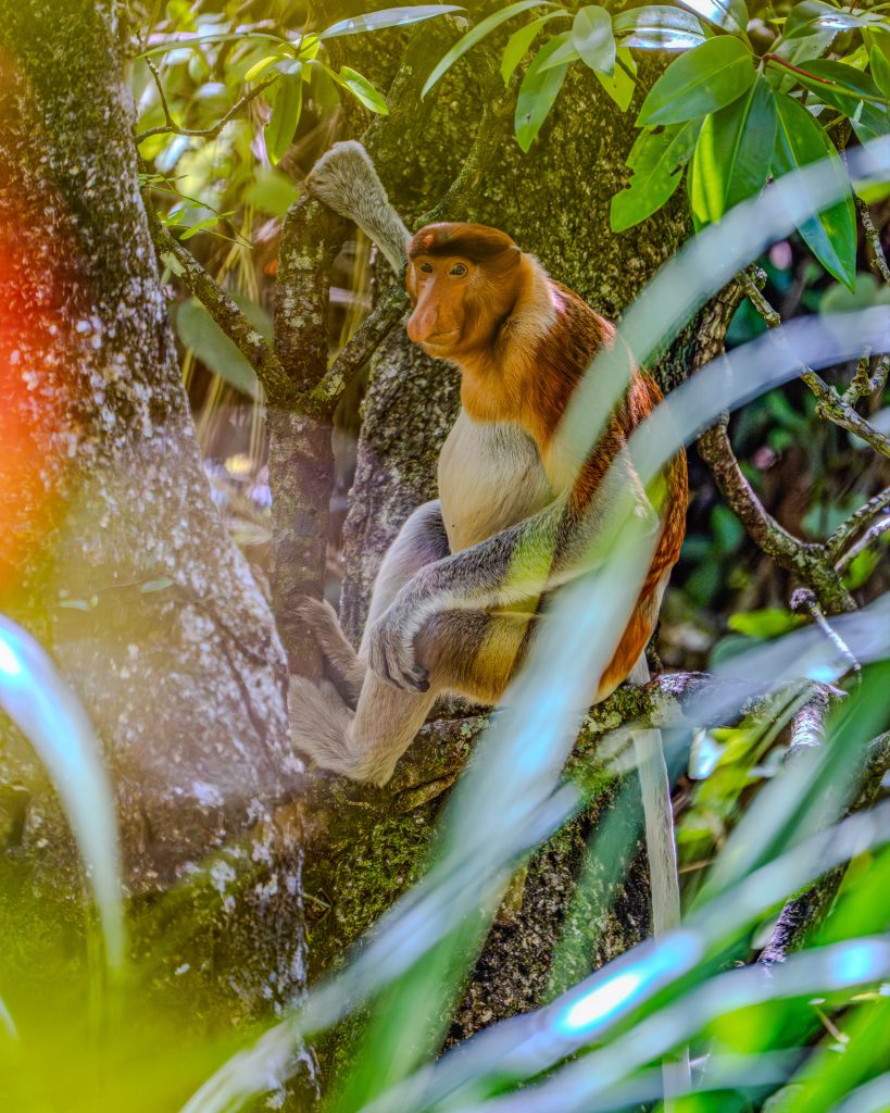 Bako Nationalpark Nasenaffen