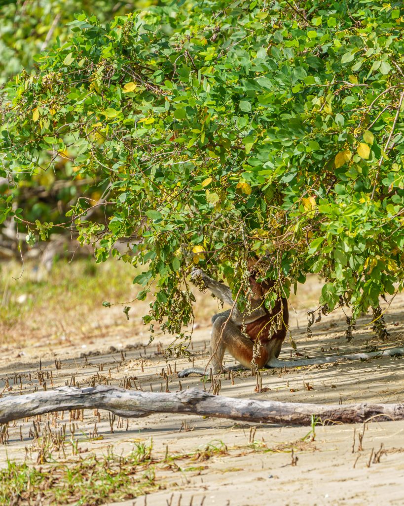 Bako Nationalpark Nasenaffen