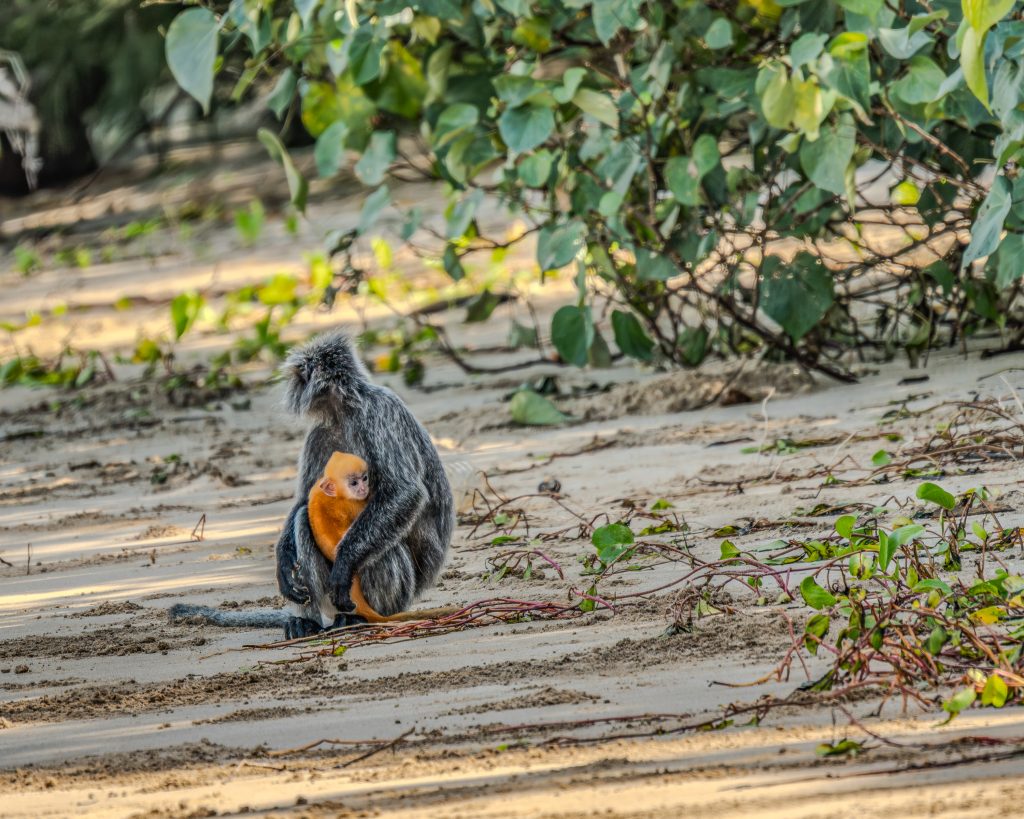 Bako Nationalpark Nasenaffen