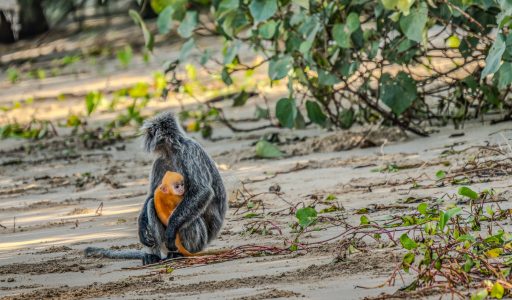 Bako Nationalpark Nasenaffen