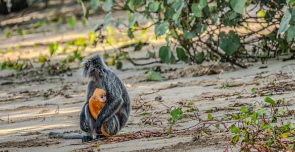 Lohnt sich der Bako Nationalpark? Nasenaffen hautnah auf Borneo erleben