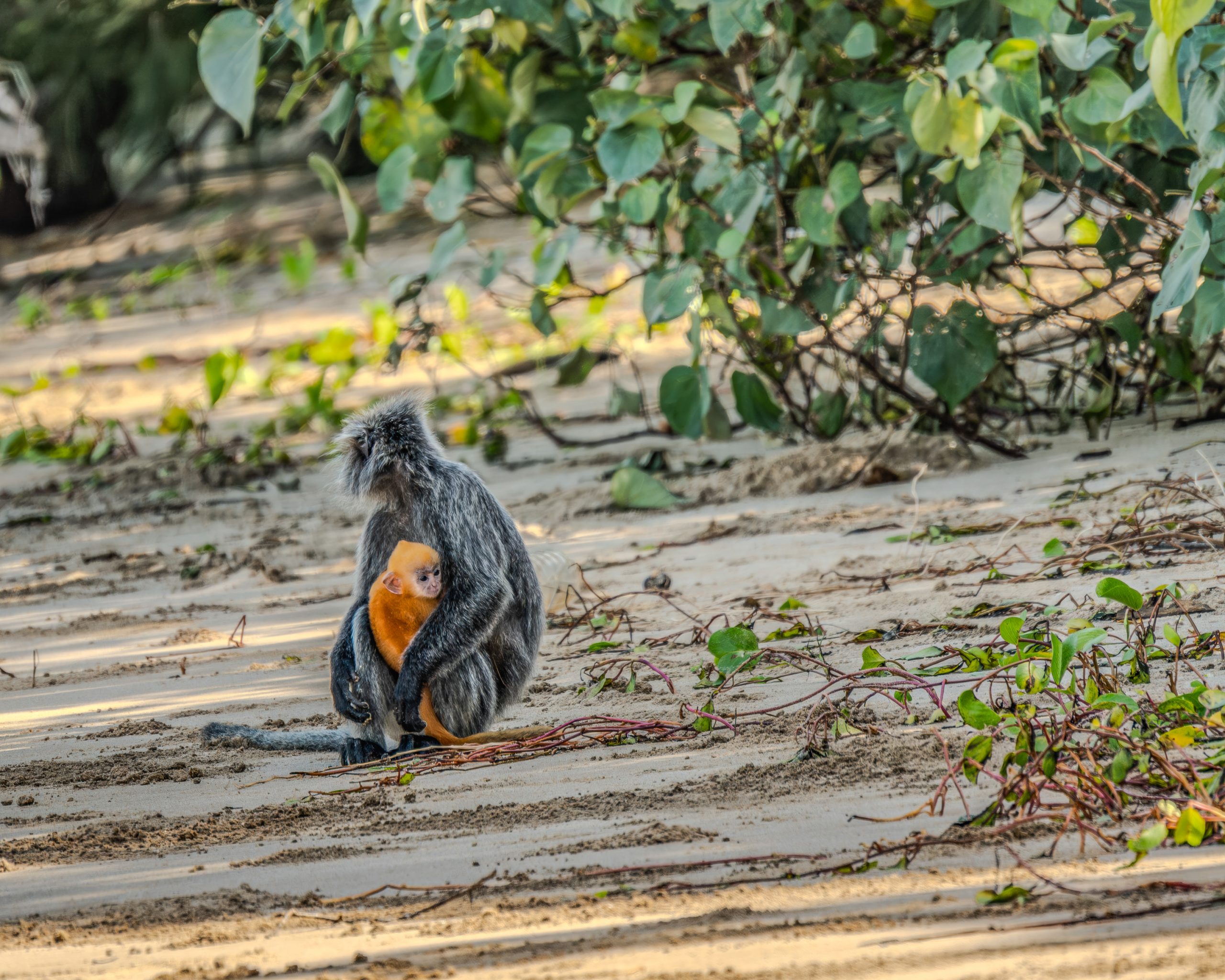 Lohnt sich der Bako Nationalpark? Nasenaffen hautnah auf Borneo erleben