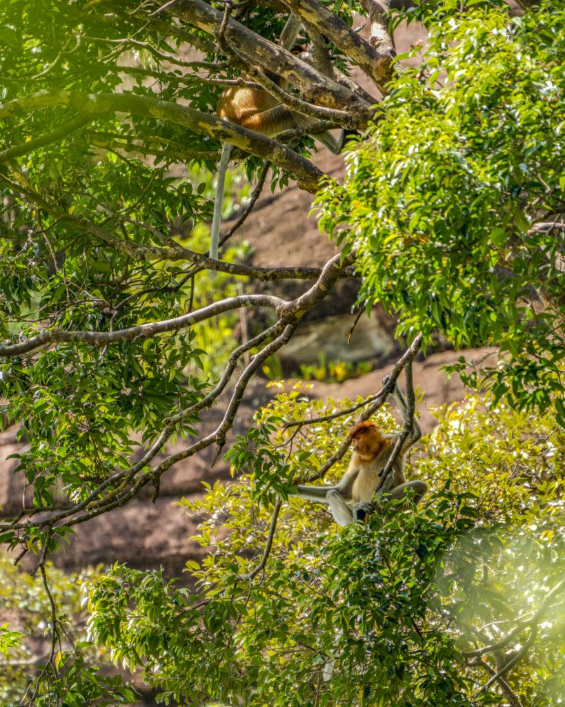 Bako Nationalpark Nasenaffen