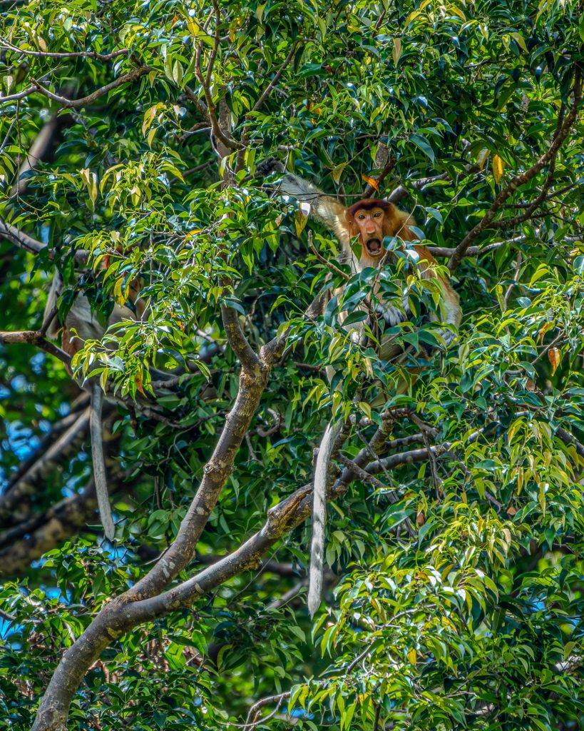 Bako Nationalpark Nasenaffen