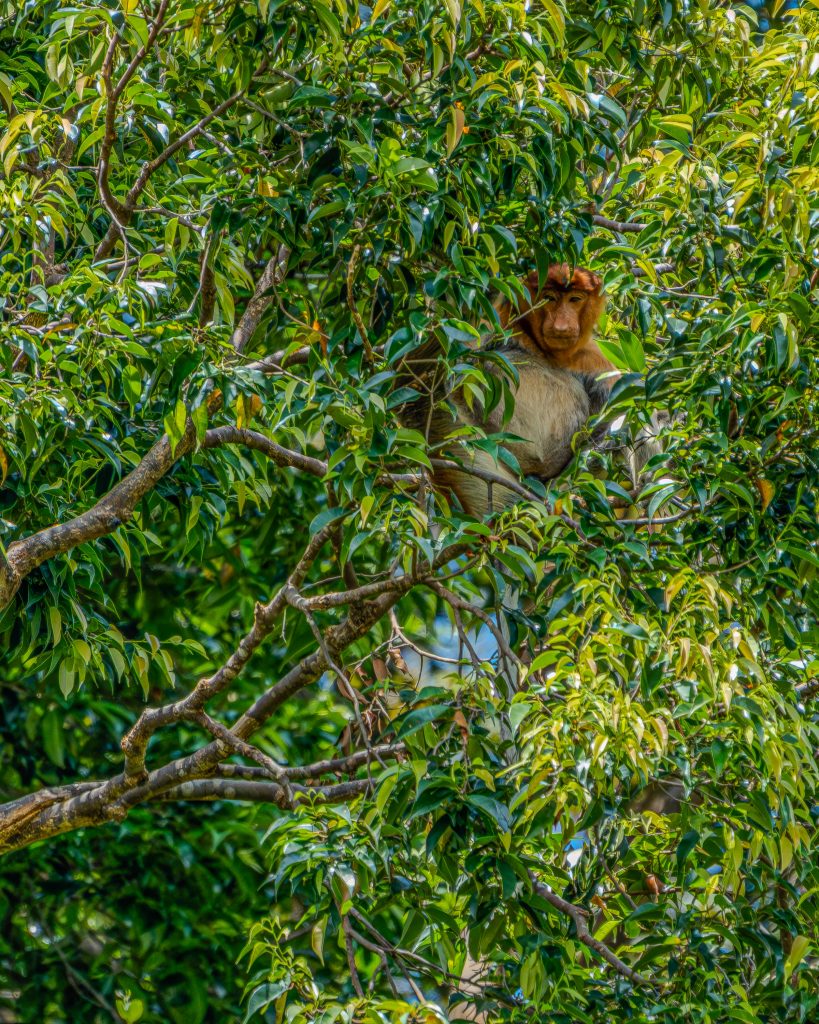 Bako Nationalpark Nasenaffen