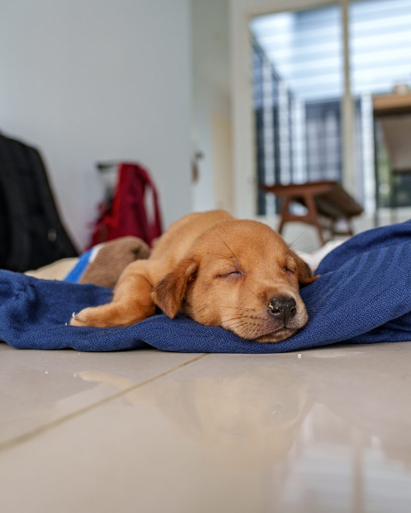 Welpe Malaysia Rettung