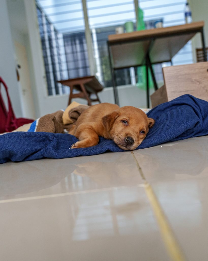 Welpe Malaysia Rettung