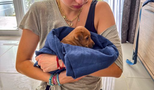 Welpe Malaysia Rettung