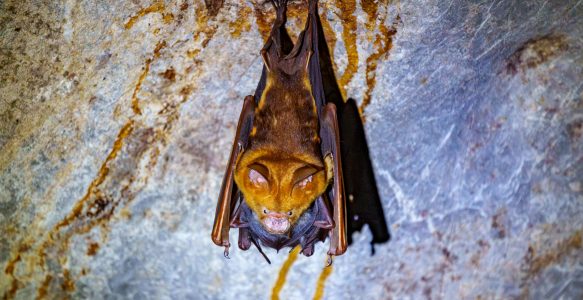 Wind Cave & Fairy Cave in Kuching: Fledermäuse, Angst und ein abgebrochener Höhlentrip