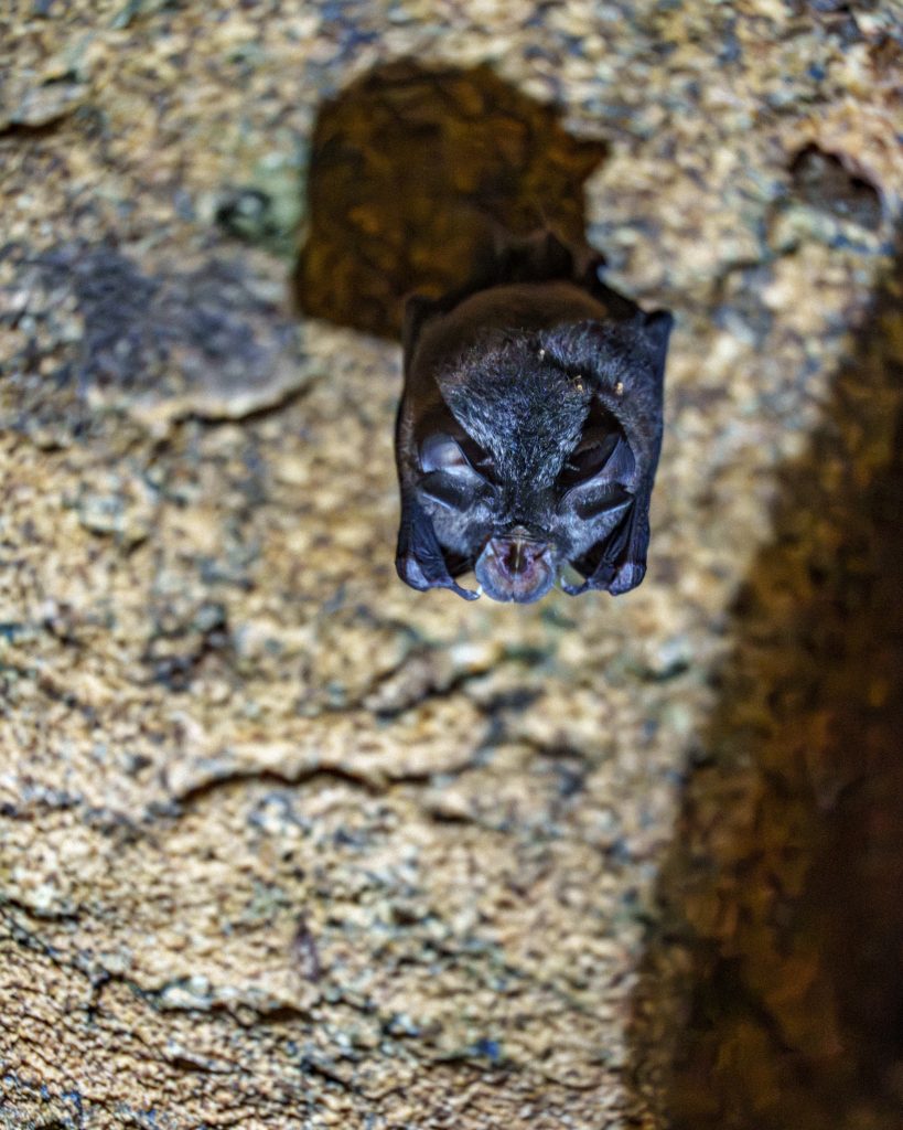 Fledermäuse Lombok Höhle
