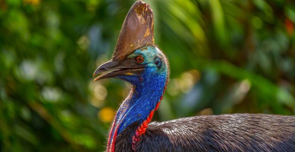 Wie gefährlich ist der Kasuar wirklich? Unsere Begegnung mit Australiens gefährlichstem Vogel