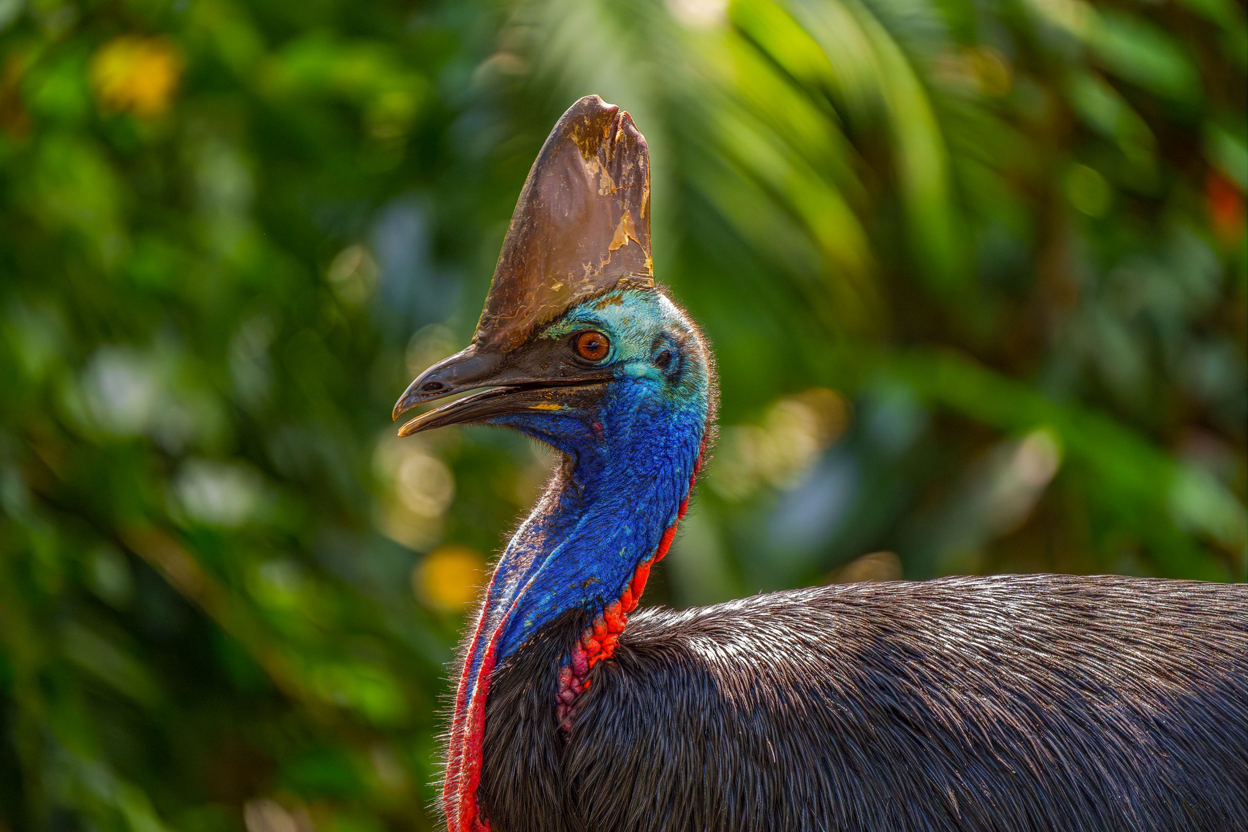 Wie gefährlich ist der Kasuar wirklich? Unsere Begegnung mit Australiens gefährlichstem Vogel