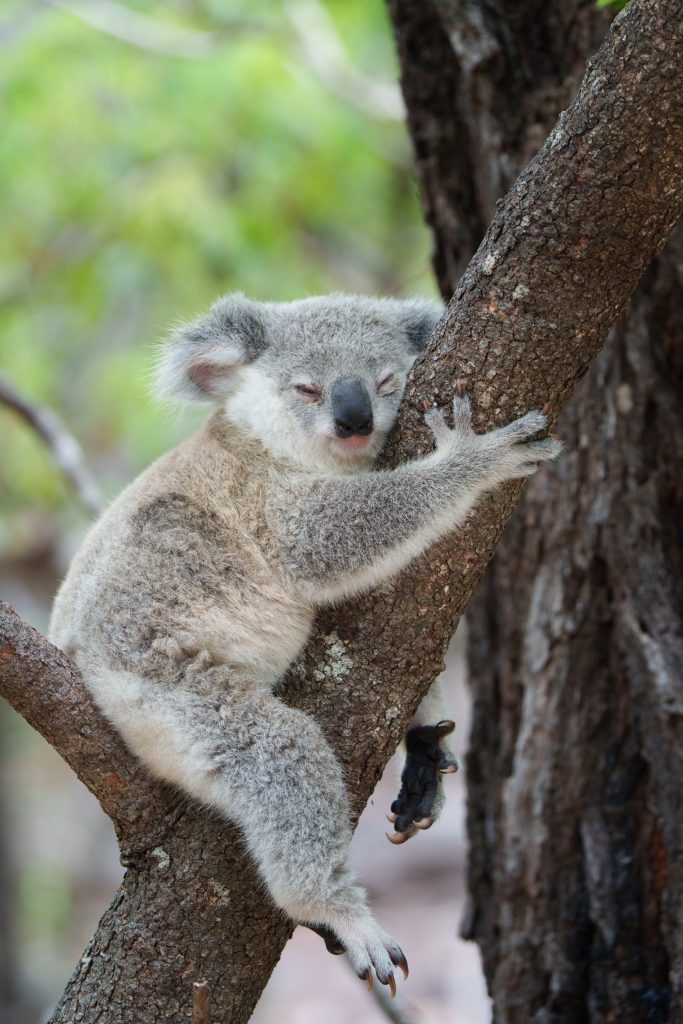 Koalas auf Magnetic Island