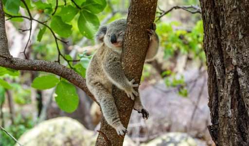 Koalas auf Magnetic Island