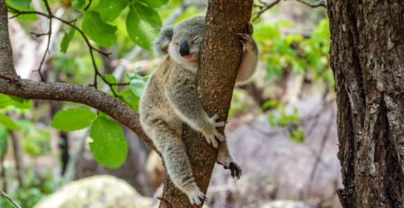 Koalas auf Magnetic Island: Australiens süßeste Begegnung in freier Wildbahn