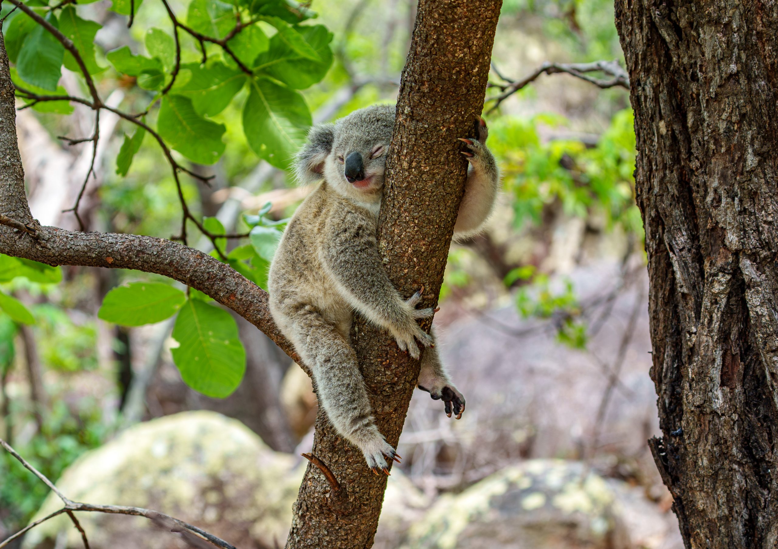 Koalas auf Magnetic Island: Australiens süßeste Begegnung in freier Wildbahn