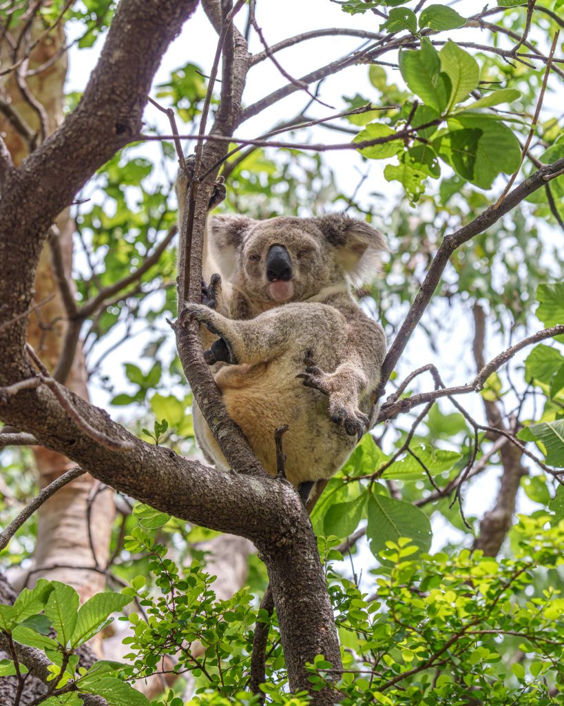 Koalas auf Magnetic Island