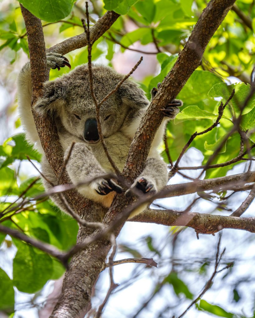 Koalas auf Magnetic Island
