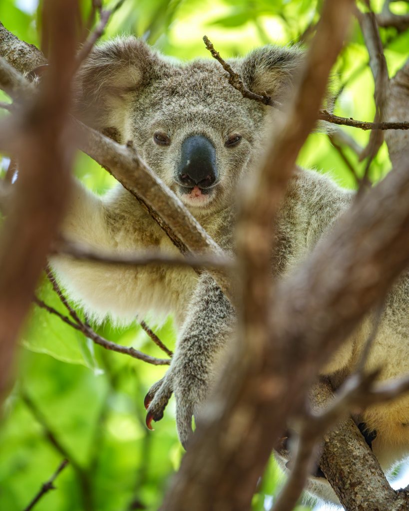 Koalas auf Magnetic Island