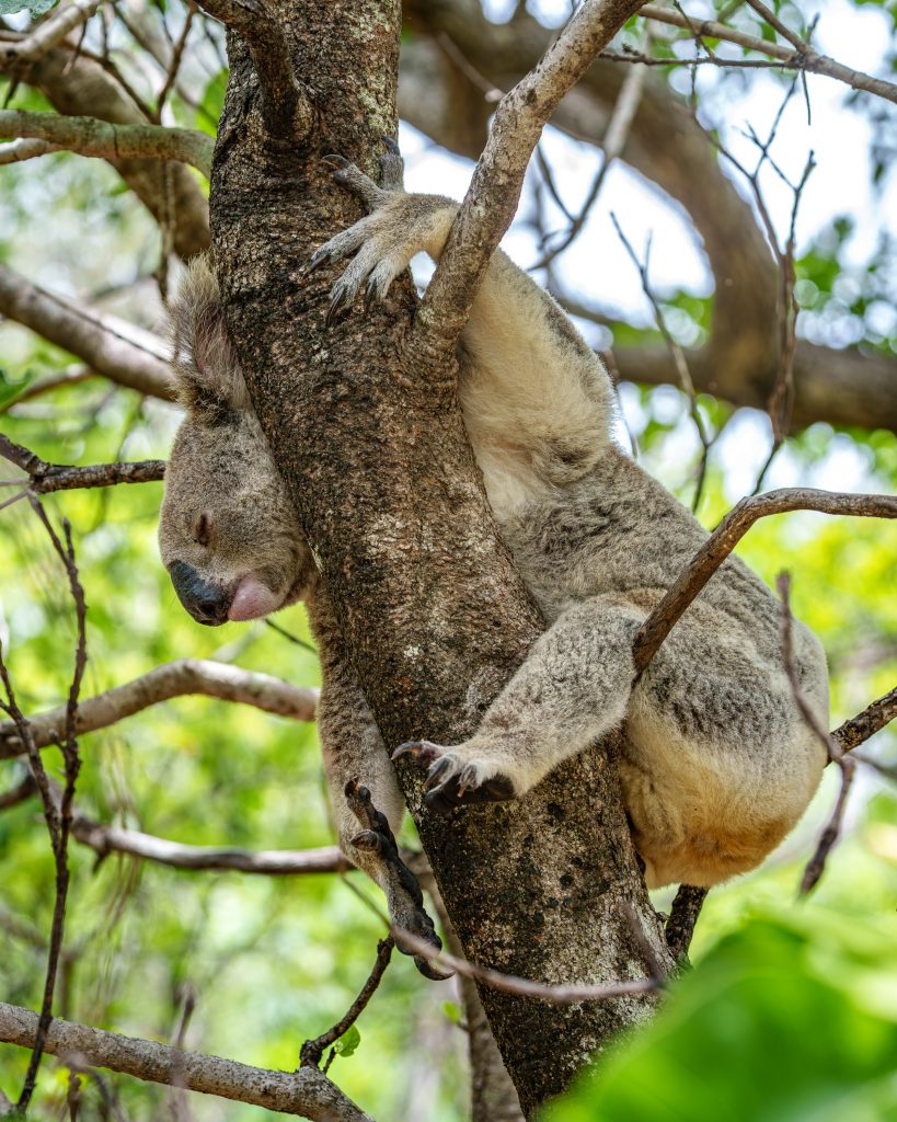 Koalas auf Magnetic Island