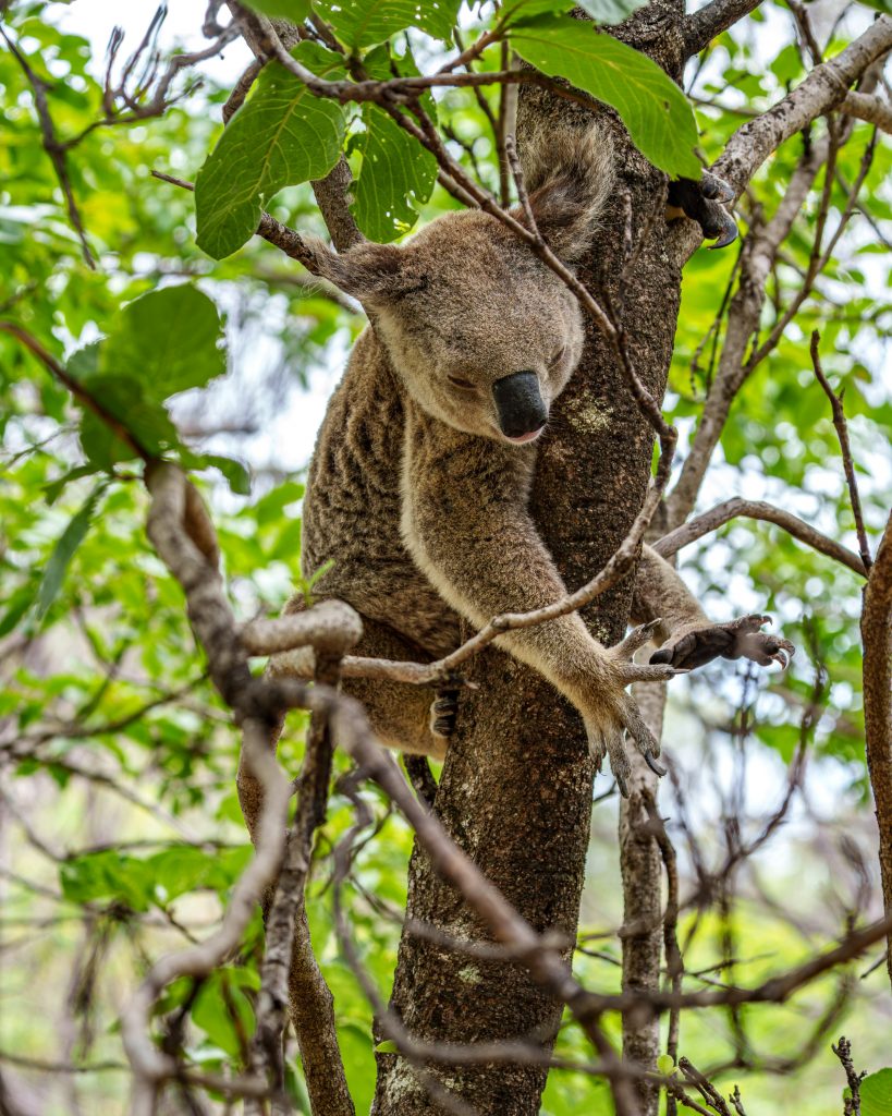 Koalas auf Magnetic Island