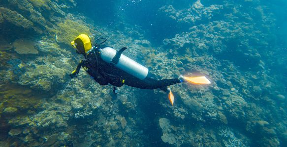 Port Douglas & das Great Barrier Reef – Tauchen zwischen Korallen, Haien und Regenwald