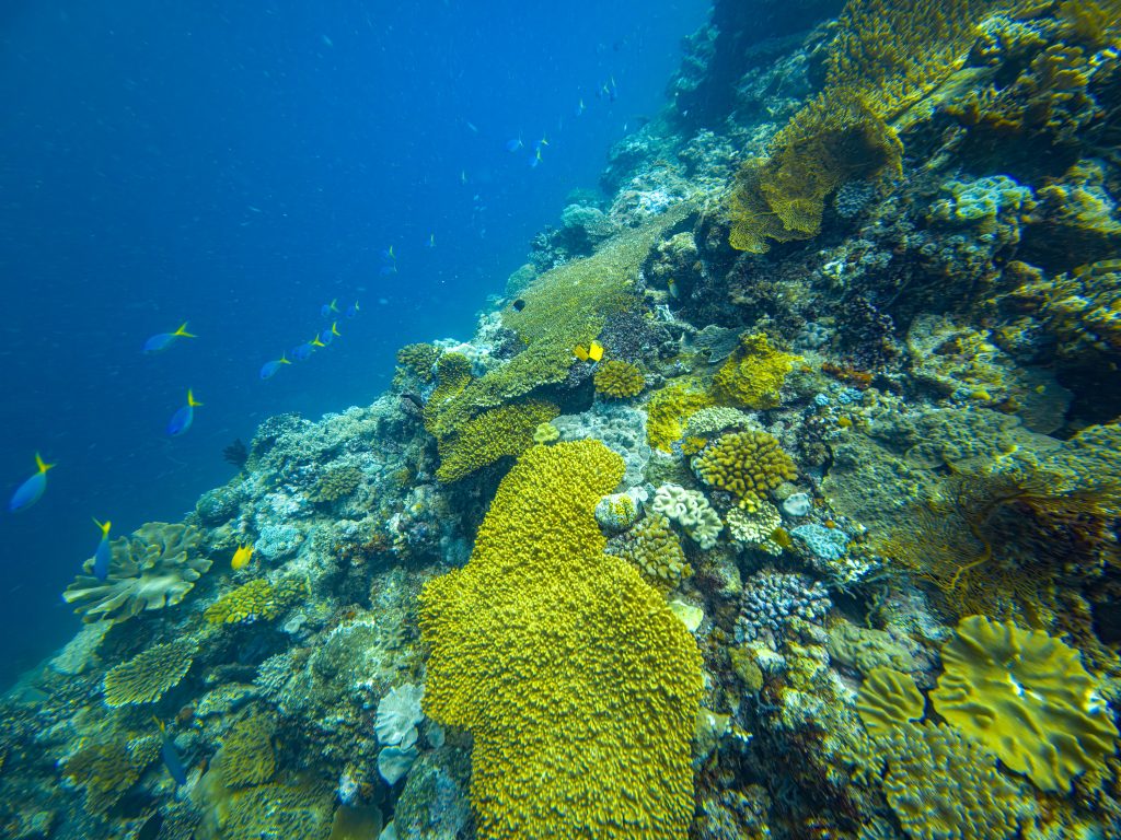 Port Douglas Great Barrier Reef