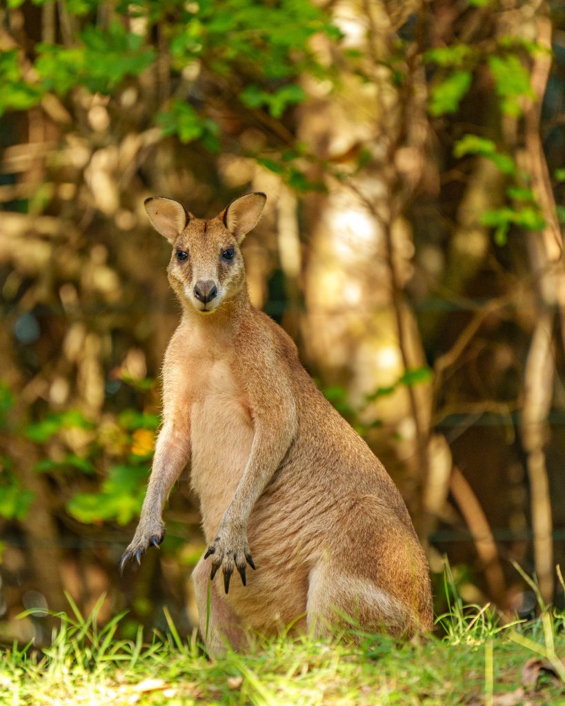 Kängurus am Strand Australien
