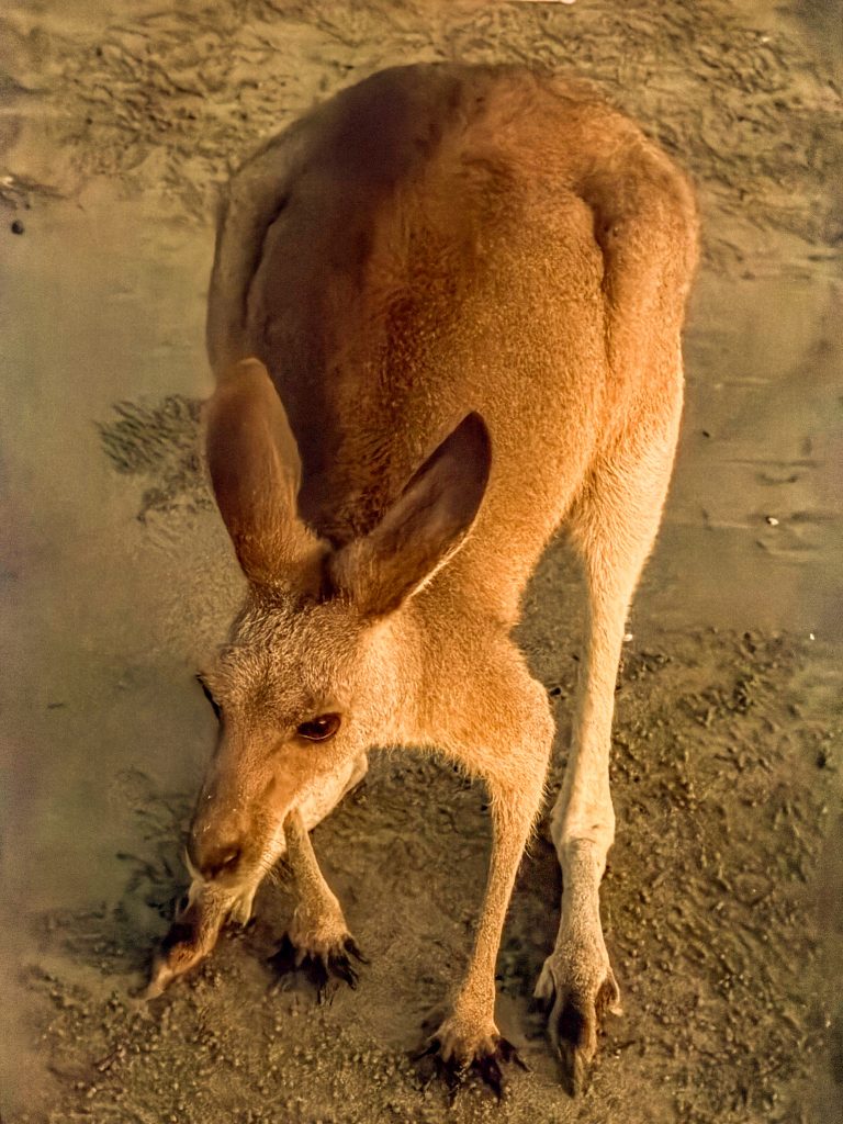 Kängurus am Strand Australien